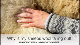 Why is my sheep's wool falling out? | Sez the Vet