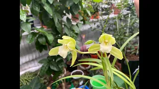 Орхидея Цимбидиум (Cymbidium). Пересадка