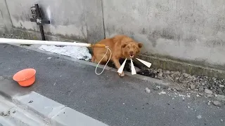 She Growled, Trying to Protect 5 Puppies From The Teasing of Passersby