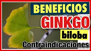 ⭐️ GINKGO BILOBA 1️⃣ BENEFICIOS 2️⃣ EFECTOS SECUNDARIOS 3️⃣ PROPIEDADES