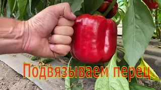 Подвязка перца - способ "Шпалера". Плюсы и минусы