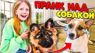 ПРАНКАНУЛИ ЛАКИ! РЕАКЦИЯ ЛАКИ на НОВОГО ПСА! Милана на РАДИО в ЭФИРЕ!