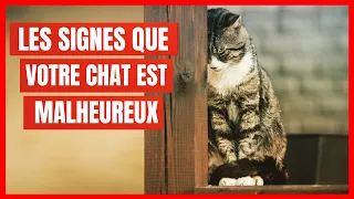 15 signes que votre Chat est malheureux (À NE JAMAIS IGNORER)