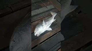 Monster drums coming in Dock fishing in Corpus Christi