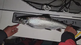 Surviving INSANE STORM to Catch this GIANT Fish! (Salmon Derby)