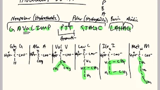 Memorize the 20 Amino Acids - Easiest Method!