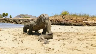 vomit coming out of a Komodo dragon mouth🥶