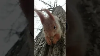 Белка кушает орешек / Squirrel eats a nut