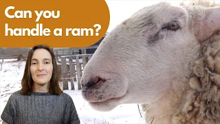 Should You Get a Ram for Your Sheep Flock?
