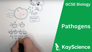 Pathogens (Bacteria, Viruses, Fungi & Protists) - GCSE Biology | Kayscience.com