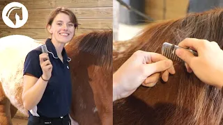 How to Pull a Horse's Mane (Safely & Easily)