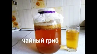 ЧАЙНЫЙ ГРИБ / ПЬЁМ И ЛЕЧИМСЯ