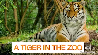 A TIGER IN THE ZOO | Class 10 | Summary | in Hindi | LESLIE NORRIS | YouTube