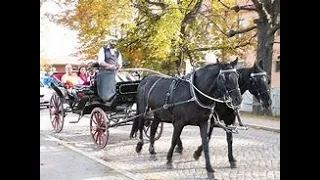 #ГерманияСаксонияКаменц Прогулка конным экипажем вокруг замка в Морицбурге (Schloss Moritzburg).