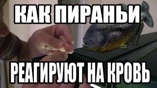 Что Будет Если Проколоть Палец и Засунуть его к Пираньям / Thrust his hand to Piranhas