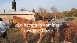 DAR MANSEDUMBRE A CABALLO NERVIOSO EN EL SULKY