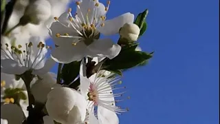 Воєнний вальс весняного цвіту...