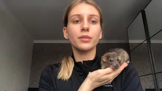 Сколько стоила операция крыса Локи 🐀