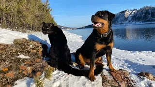 Spring is coming. Walking with leopard & rottweiler