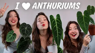 10 Anthuriums you can keep in your living room! 🌿 My entire Collection