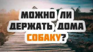 Можно ли держать дома собаку? || Ринат Абу Мухаммад