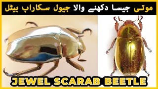 The Jewel Scarab Beetle | Meet the Amazing Marvel | The Animal Globe