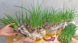 Growing green onions hydroponically in plastic cups | Anyone can do it with high productivity