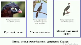 Птица, отряд курообразные, семейство Краксы пенелопа чачалака абурри bird Обыкновенная Красный