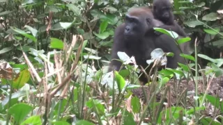 Les gorilles du Gabon