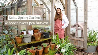 Raindrops and blooms in the Spring garden ☔ & pinching out sweet peas