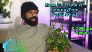 How to a Grow Lemon Tree From Seed With A 0-7 Month Update
