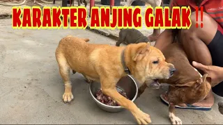 ANAK FLOKI KALAH LAWAN ANJING MIX DARI MENTENG ‼️