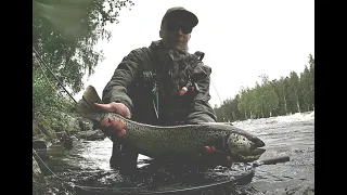 Hunt for huge brown trout at Karvionkoski rapids / Suurtaimenen metsästystä Karvionkoskella