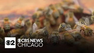 Beekeeping program in partnership with Oakton College in Skokie