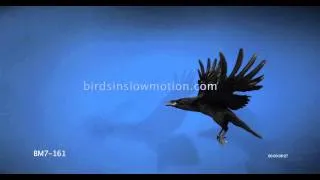 Raven Slow Motion Flight against Blue Screen Shot on Phantom HD Gold - 3 Shots