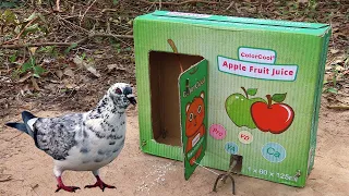 Easy Pigeon Trap Make From Cardboard Box - Simple Bird Trap That Work 100%