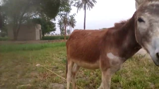 Young donkey eating  grass on the Road