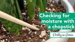 How to Check Soil Moisture with a CHOPSTICK | Houseplant How-to 004