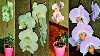 Мои орхидеи ЦВЕТУТ!!! Цветущая ОРХИДЕЯ фаленопсис.