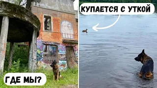 ГРАНД КУПАЕТСЯ НА РЕКЕ С УТКОЙ [влог] - прогулка с приключениями и играми