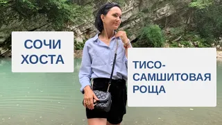 СОЧИ СЕГОДНЯ /Уникальная ТИСО-самшитовая РОЩА / ХОСТА