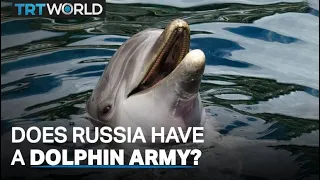 Is Russia protecting its naval base in the Black Sea with a dolphin army?