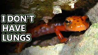 Lungless Salamander facts: guess how they smell! | Animal Fact Files