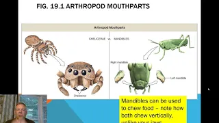 Zoology Lab 12 - Arthropoda