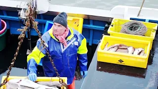 The Death Of Long Line Fishing For Cod In Yorkshire (Whitby).