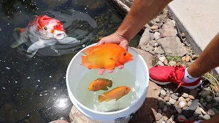 Catching Rare Fish out of SEWER Drain For My Aquarium!