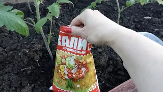 Чем подкормить, если скручиваются листья у томатов!
