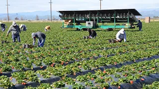 Celebrating the Professional Skill of Farmworkers