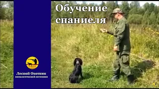 Обучение русского охотничьего спаниеля подачи птицы