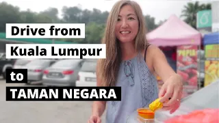 TAMAN NEGARA - drive from Kuala Lumpur - Roti Jala and Jungle Night Walk